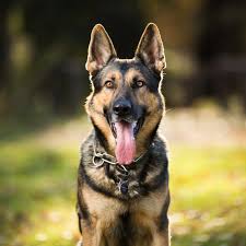 Dog 3